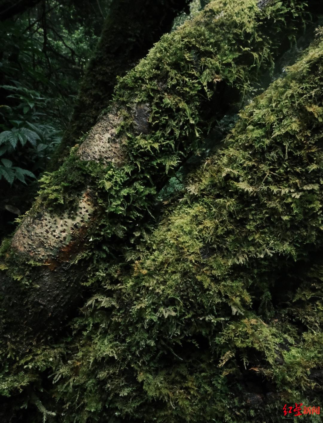 走红域分区敢探访进入深山区吗__记者探访走红的哀牢山：部分区域已被开发成景区，当地人不敢贸然进入深山