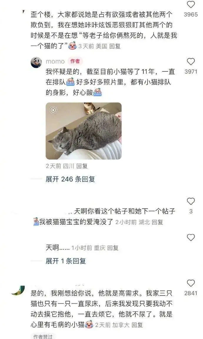 _猫砂盆子_猫砂盆猫会用吗